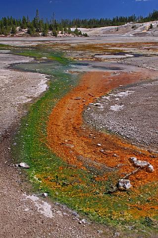 068 yellowstone, norris geyser basin, levende termometer.JPG